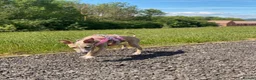 Mixed Breed dogs for sale: 3/4 Italian greyhound 1/4 whippet  in Whitby - Advert 1