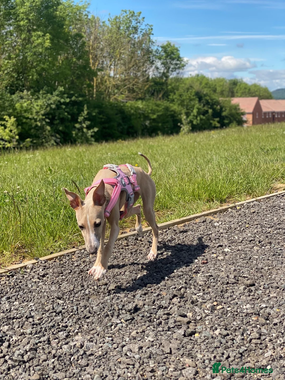 Mixed Breed dogs for sale: 3/4 Italian greyhound 1/4 whippet  in Whitby - Advert 1