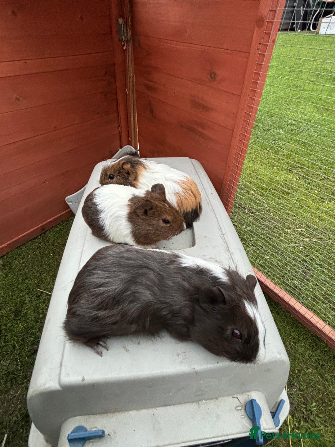 Guinea Pig rodents for sale: Baby guinea pigs  - Advert 5
