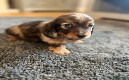 Miniature Dachshund dogs for sale: KC Longhaired Miniature Dachshunds  - Image 4