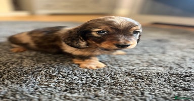 Miniature Dachshund dogs - Advert 6