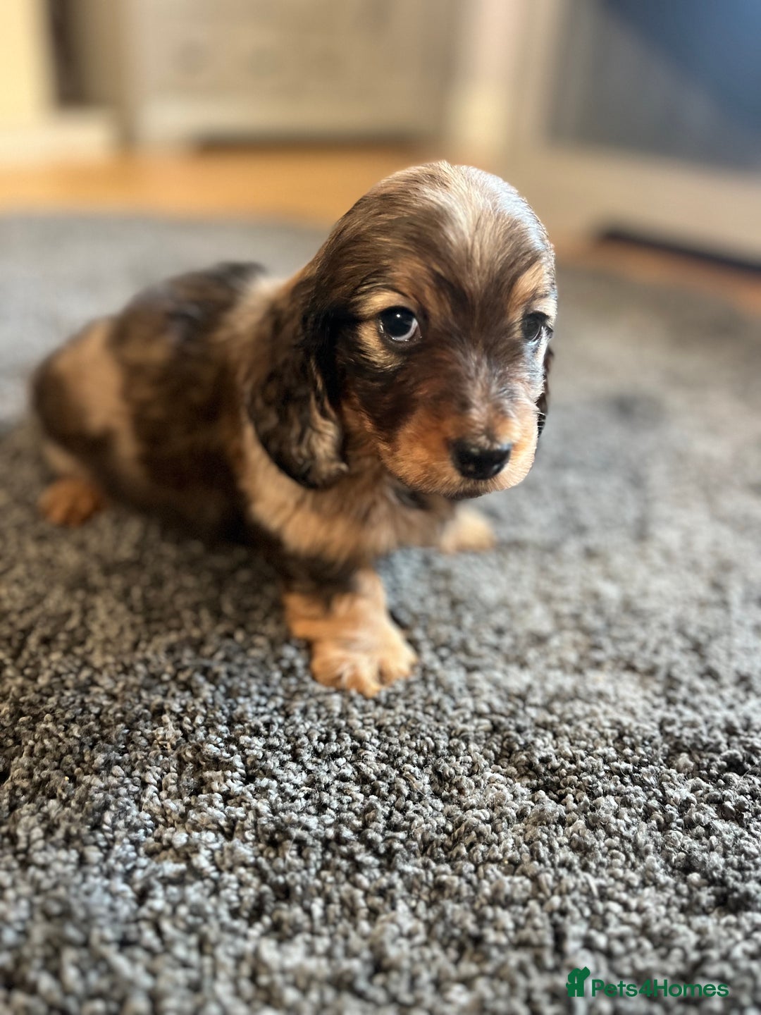 Miniature Dachshund dogs for sale: KC Longhaired Miniature Dachshunds  - Image 4