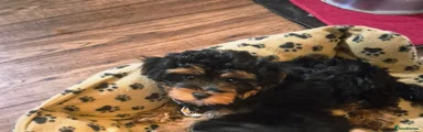 Mixed Breed 2