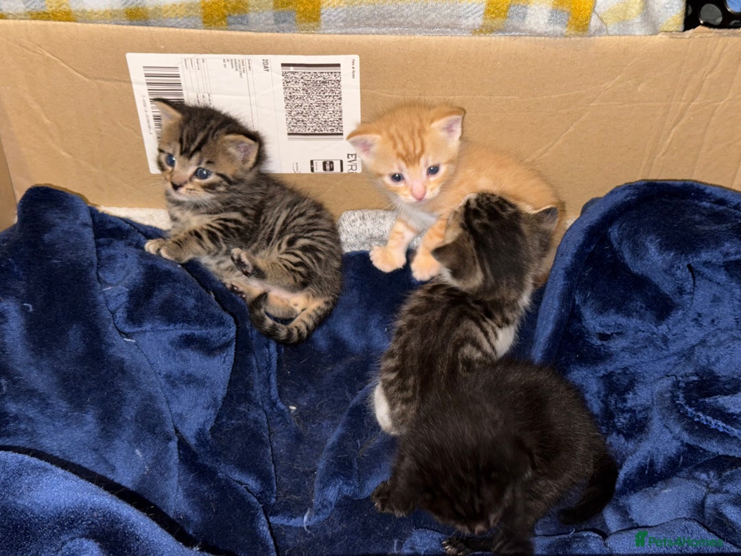 Domestic Shorthair cats for sale: Our babies looking for their forever lovely home - Image 3