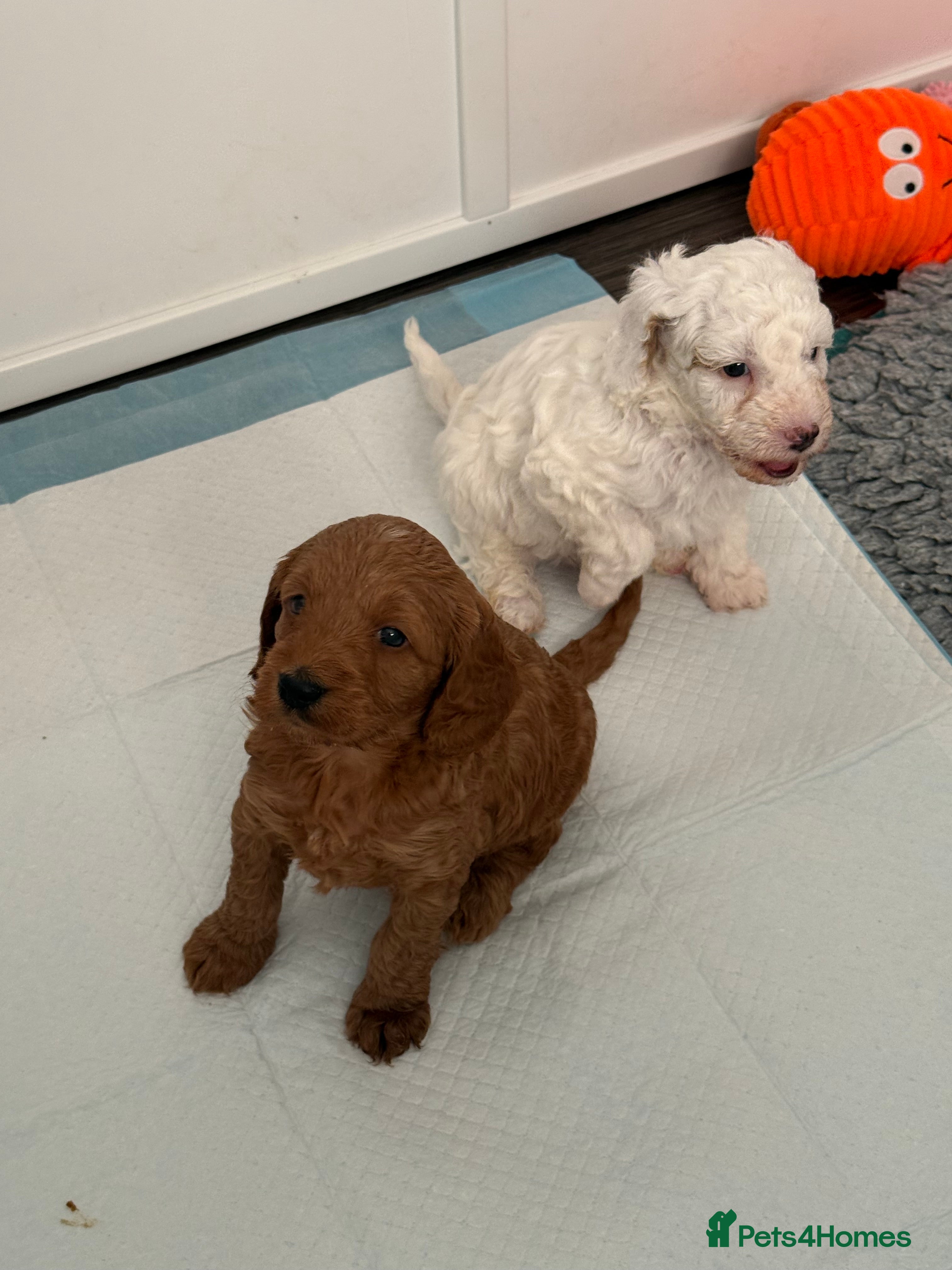 Australian Labradoodle dogs Update pics Snowys Australian labradoodles  - Advert 2