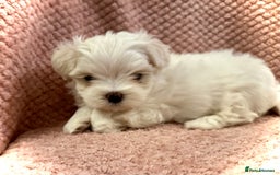 Maltese dogs for sale: Korean Maltese - 2 boys available  - Advert 13