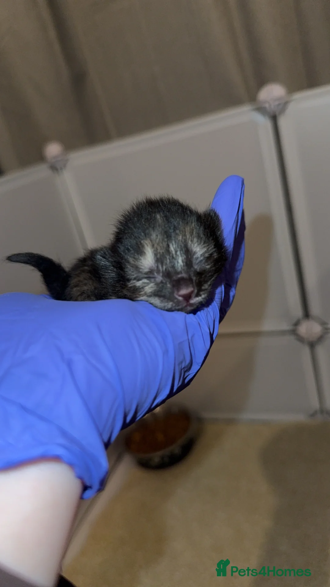 Domestic Shorthair cats for sale: 3 kittens - Advert 3