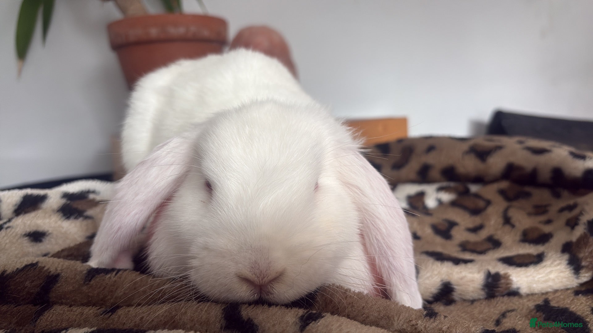 French Lop rabbits Friendly White female rabbit  - Advert 3