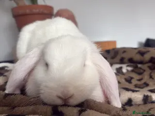 French Lop rabbits Friendly White female rabbit - Advert 3