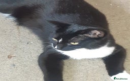 Mixed Breed cats for adoption: Lovely rescue cats for adoption - Image 4