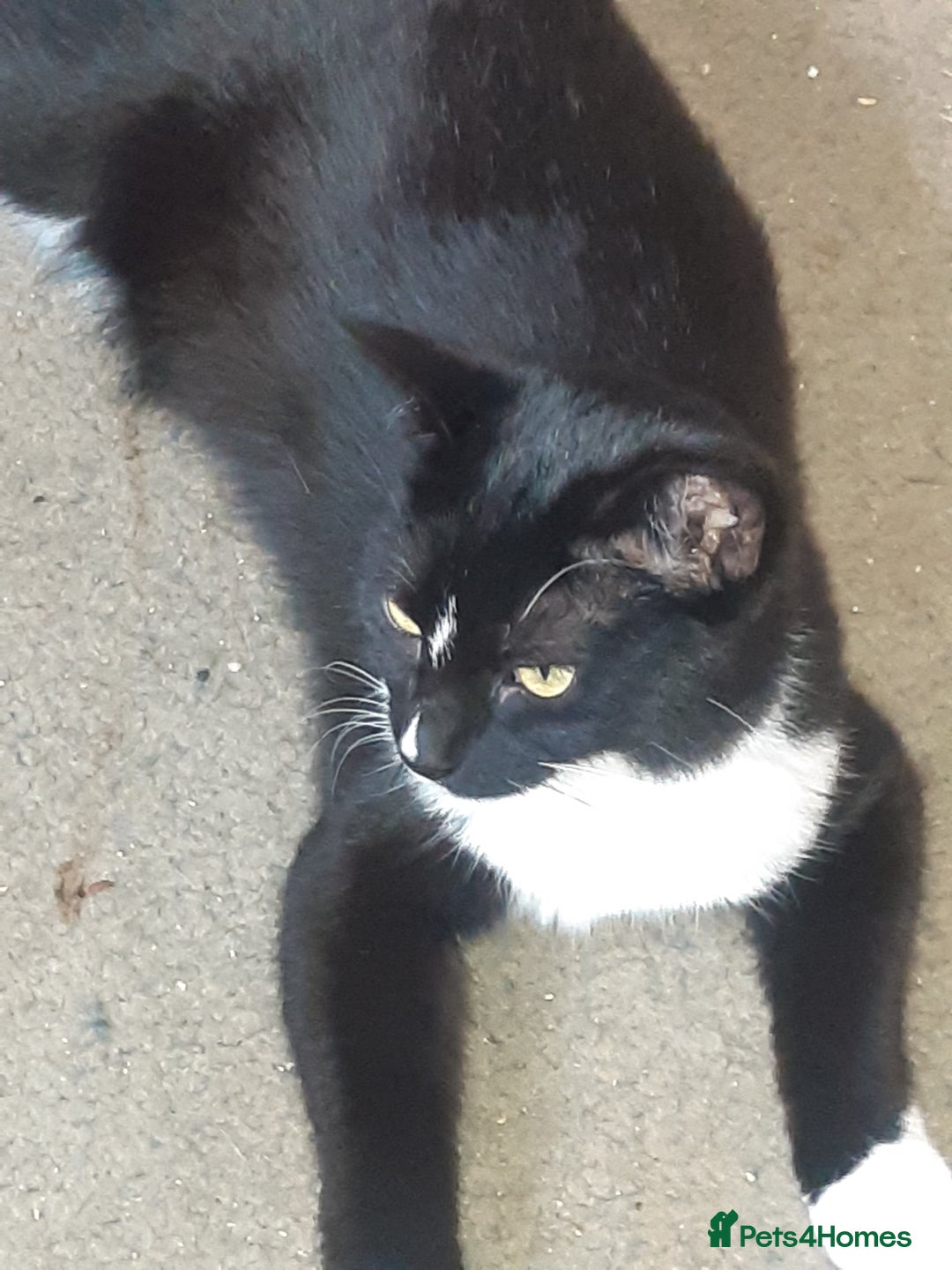 Mixed Breed cats for adoption: Lovely rescue cats for adoption - Image 4