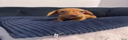 Miniature Dachshund dogs for sale: REDUCED AND READY for their new homes! KC PUPPIES! - Advert 20