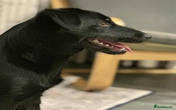 Mixed Breed dogs for adoption: TUX Small body BIG personality - Image 5