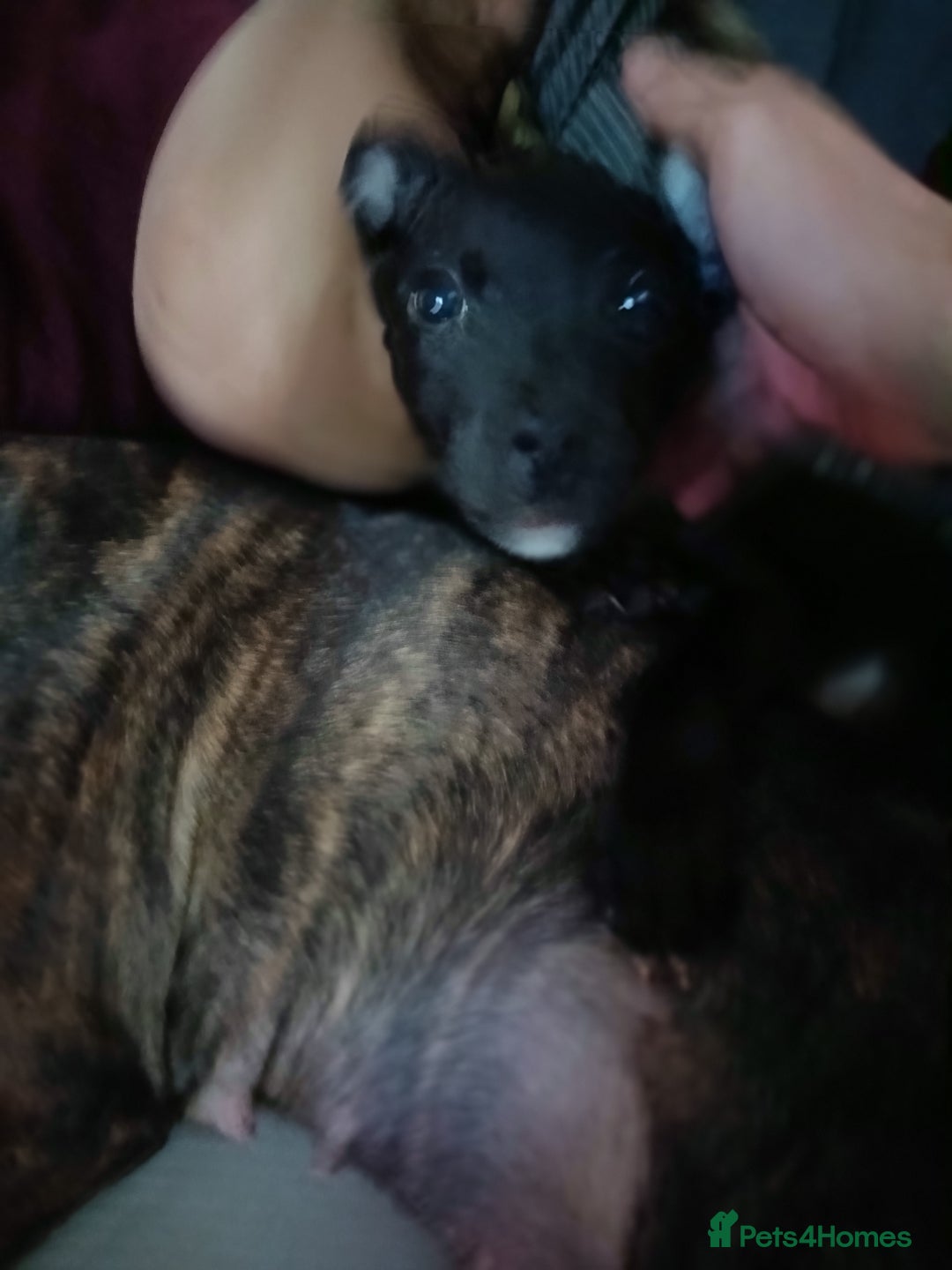 Mixed Breed dogs for sale: Staffy cross  - Image 1