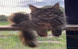 Maine Coon cats for sale: Beautiful Maine Coon Kitten - Champion Lines - Image 21