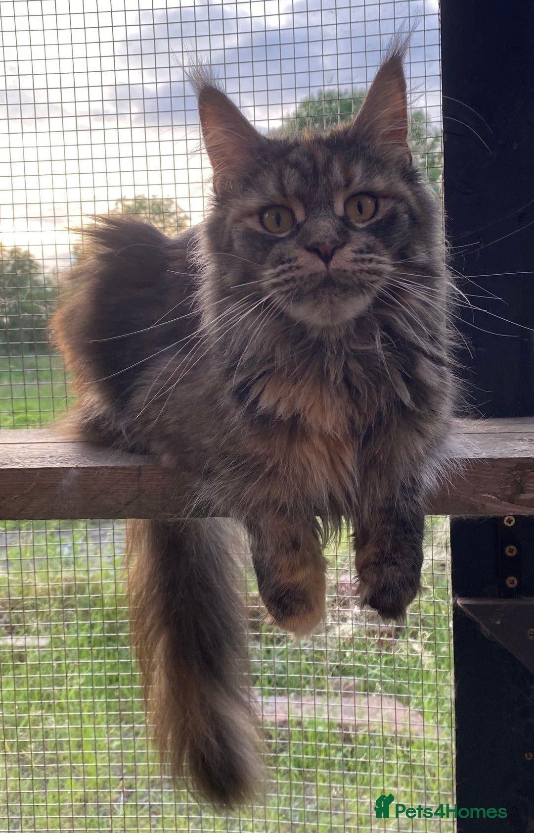Maine Coon cats for sale: Beautiful Maine Coon Kitten - Champion Lines - Image 21