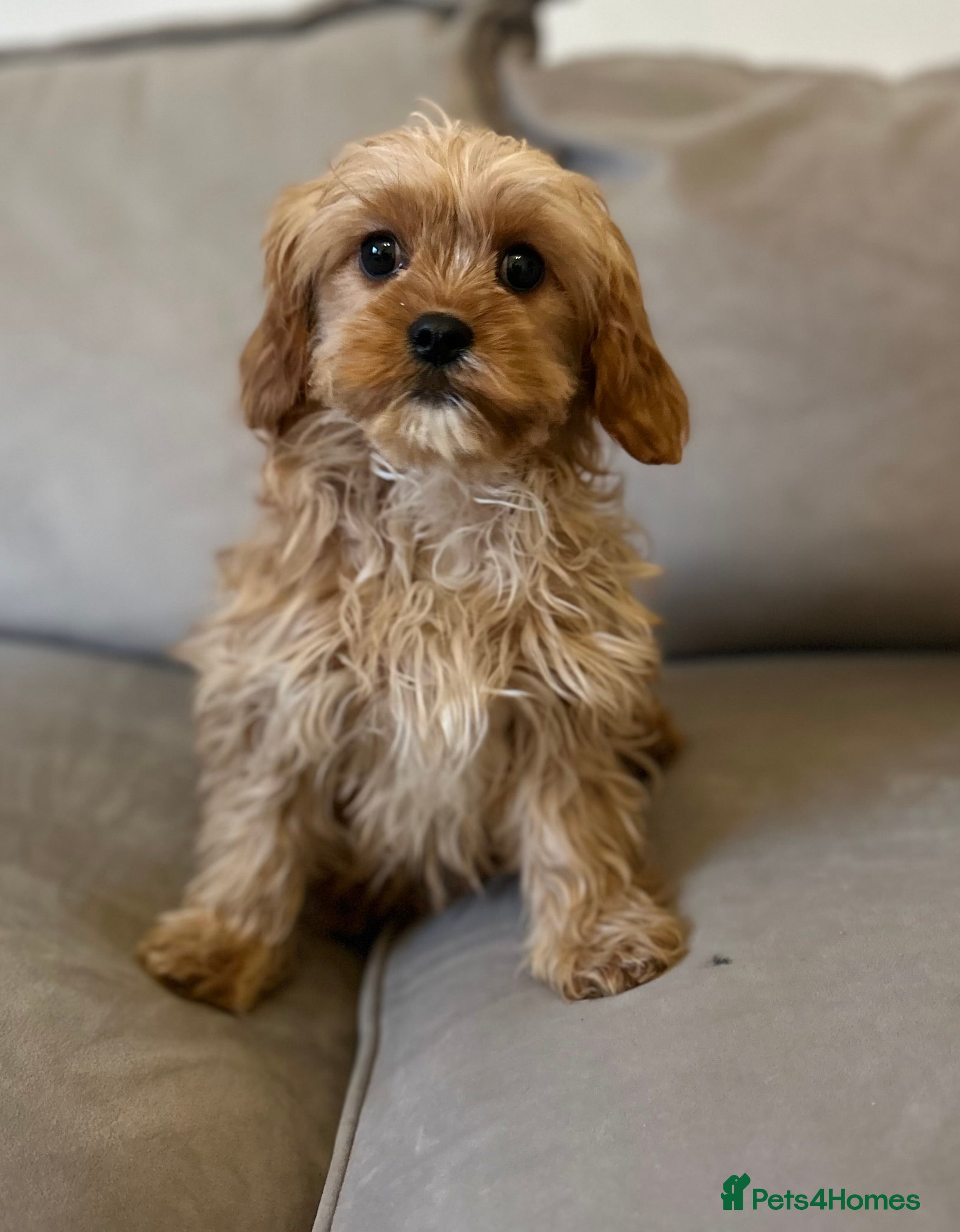 Cockapoo dogs 2 lovely Cockapoo puppies   - Advert 16