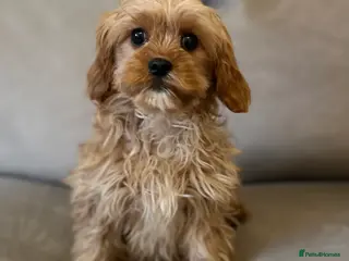 Cockapoo dogs 2 lovely Cockapoo puppies - Advert 16