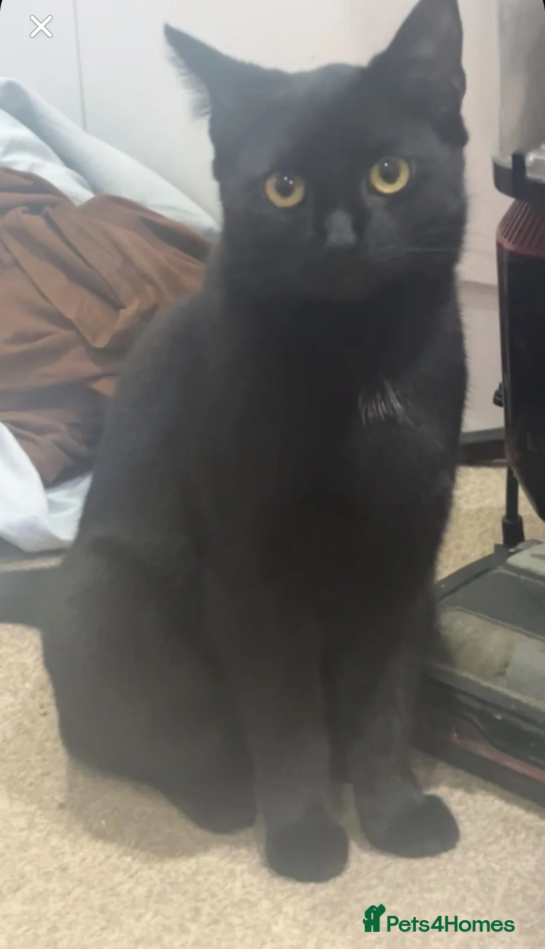 Mixed Breed cats for sale:  Kitten  - Advert 4