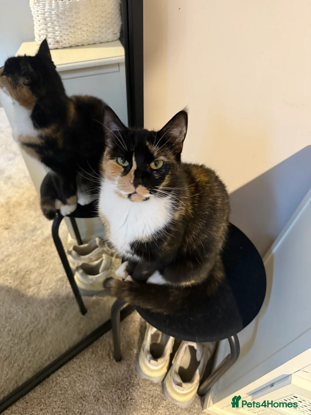 Mixed Breed cats for sale: Rehoming my gorgeous cat Lilly - Advert 3