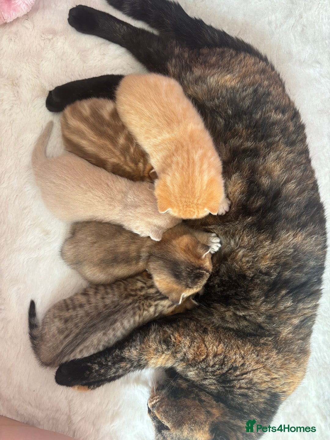 British Shorthair cats for sale: 🐾 Gorgeous British Shorthair Kittens 🐾 - Image 18