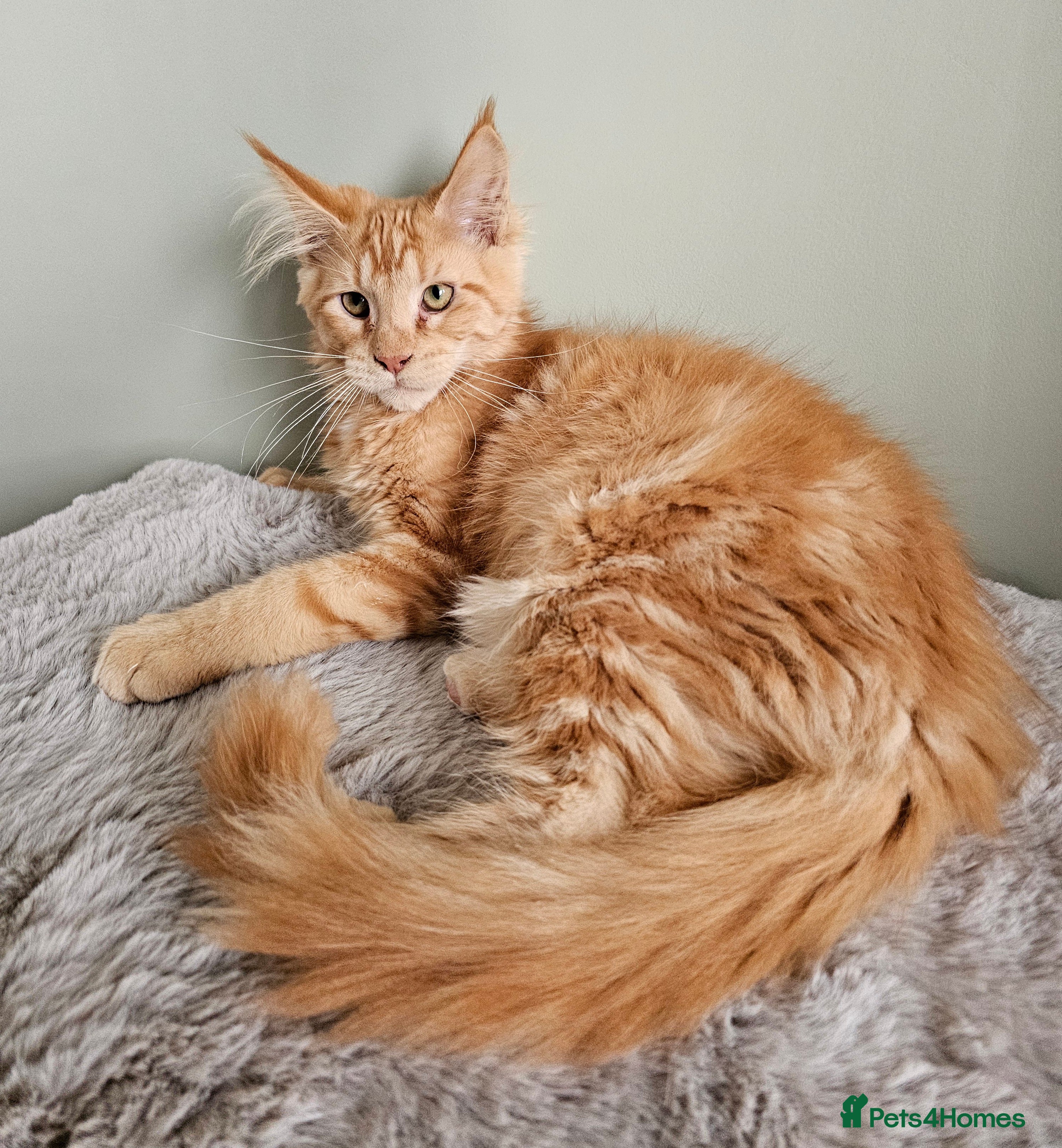 Maine Coon cats Maine Coon kittens looking for loving homes - Advert 3