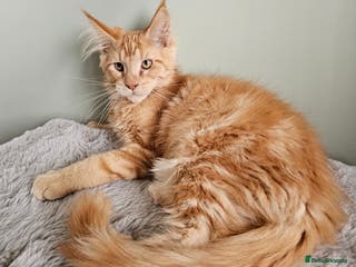 Maine Coon cats Maine Coon kittens looking for loving homes - Advert 14