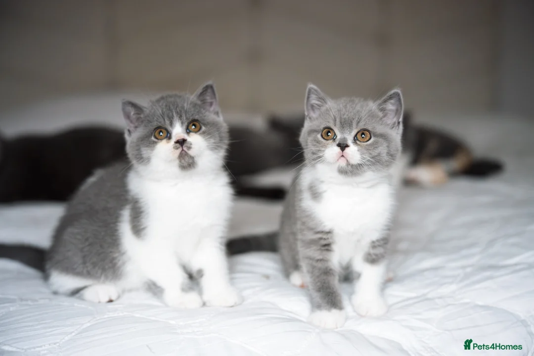 British Shorthair cats for sale: GCCF and TICA Registered -Show Quality BSH. - Advert 5