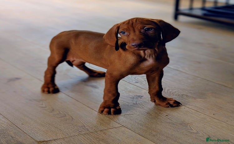 Hungarian Vizsla dogs - Advert 7