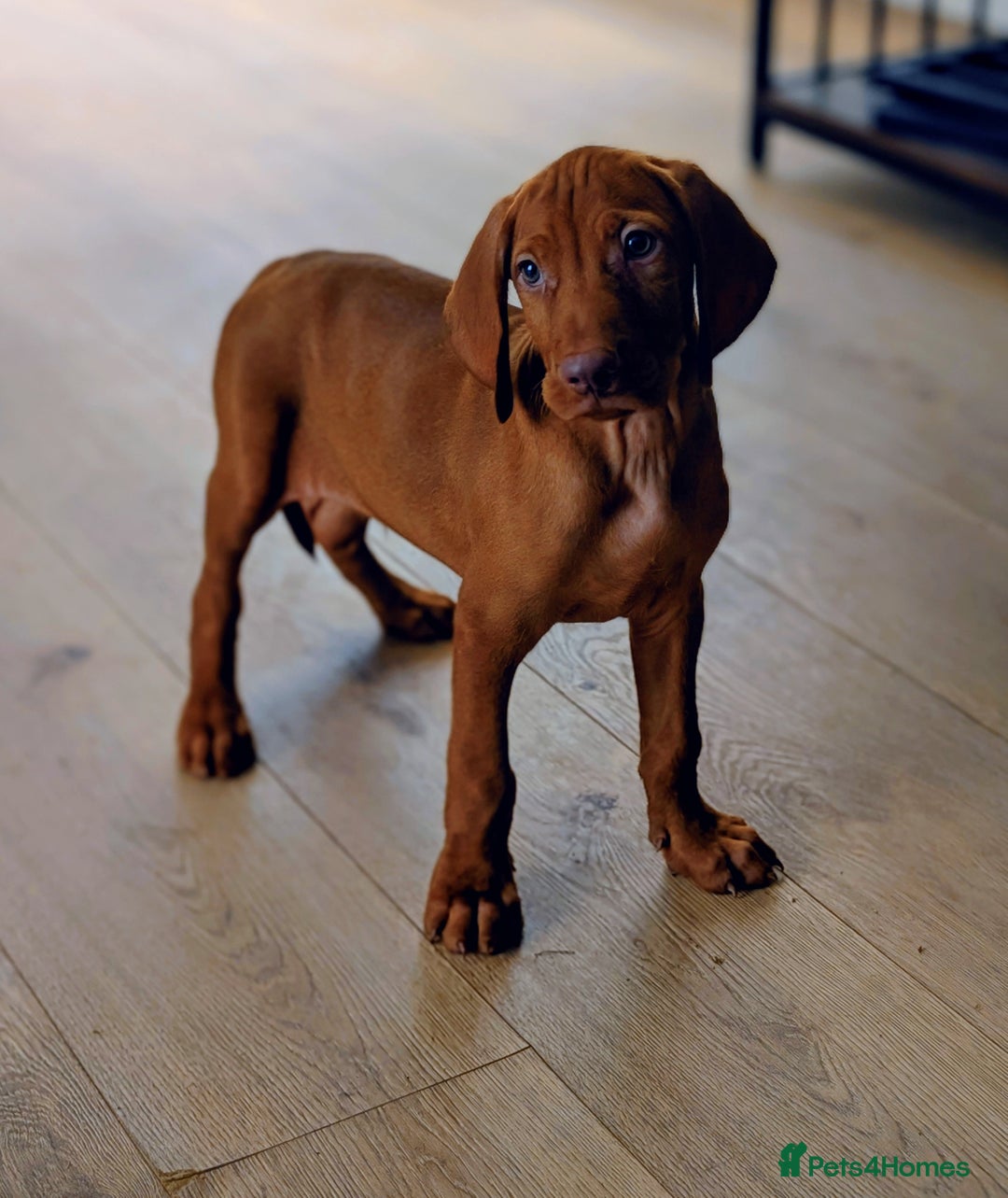 Hungarian Vizsla dogs for sale: Exceptional HWV Pups from Champion Working Lines - Image 1