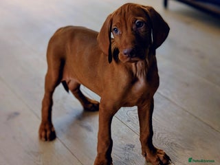 Hungarian Vizsla dogs - Advert 3