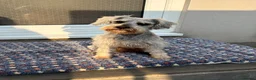 Miniature Schnauzer dogs for sale: Miniature schnauzer adult female  - Advert 3