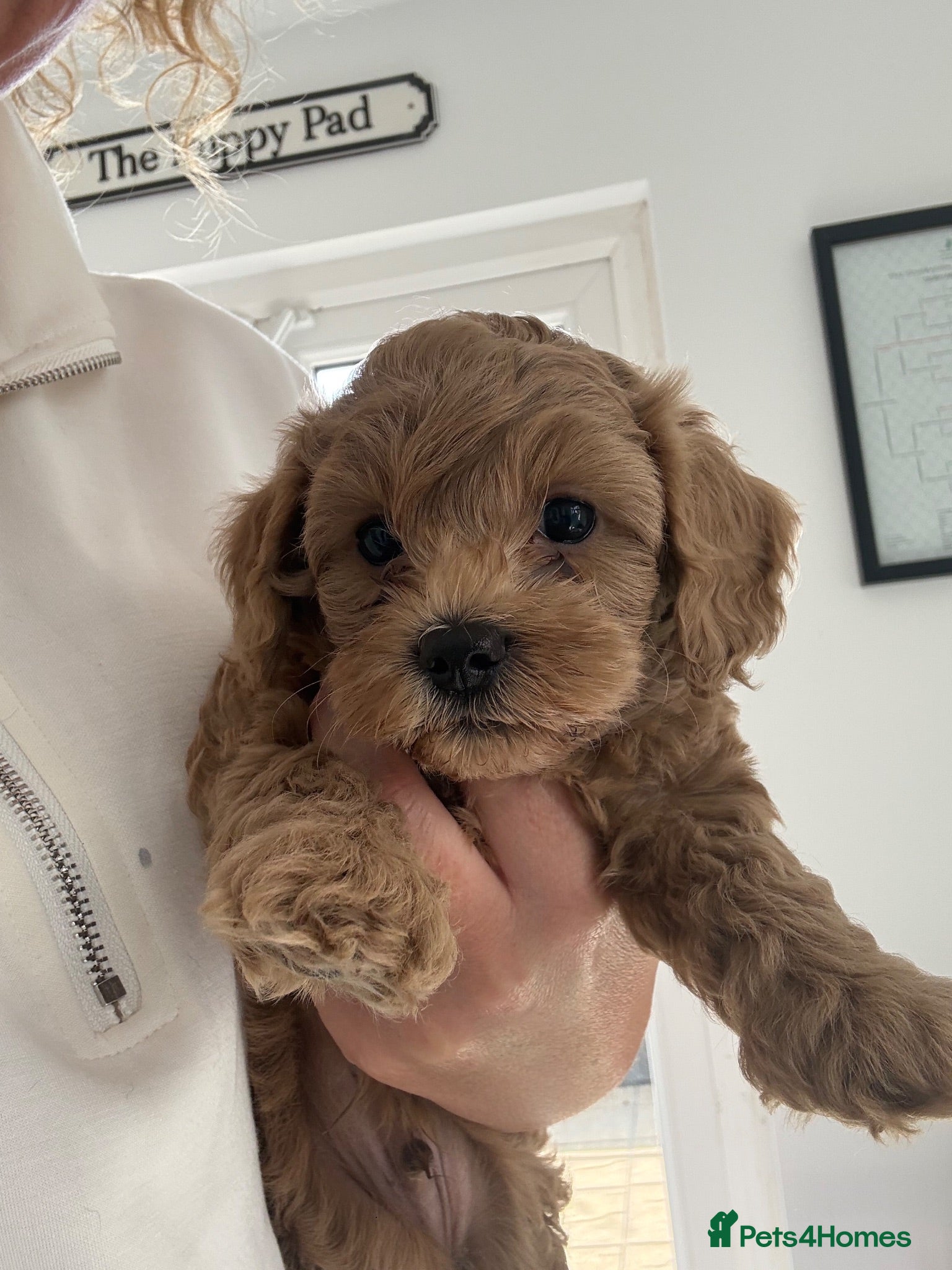Cavapoo dogs Last boy Cavapoo ready this weekend - Advert 10