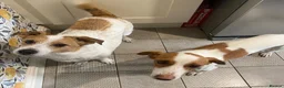Mixed Breed dogs for adoption: Sylvie (Jack Russell/Dachshund/Beagle mix) - Advert 8