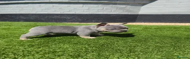 French Bulldog 5