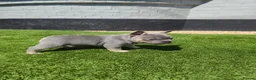 French Bulldog dogs for sale: Top Quality KC Registered French Bulldog 2x Micro  in Bournemouth - Advert 21
