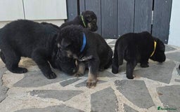 German Shepherd dogs for sale: German Shepherd Puppies - Image 7