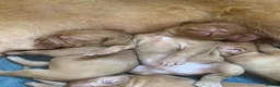 Hungarian Vizsla dogs for sale: Hungarian Wire haired Vizsla Puppies - Advert 3