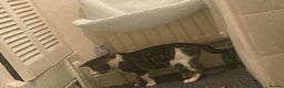 Domestic Shorthair cats for sale: 2 male kittens for rehome together 9 months old - Advert 11