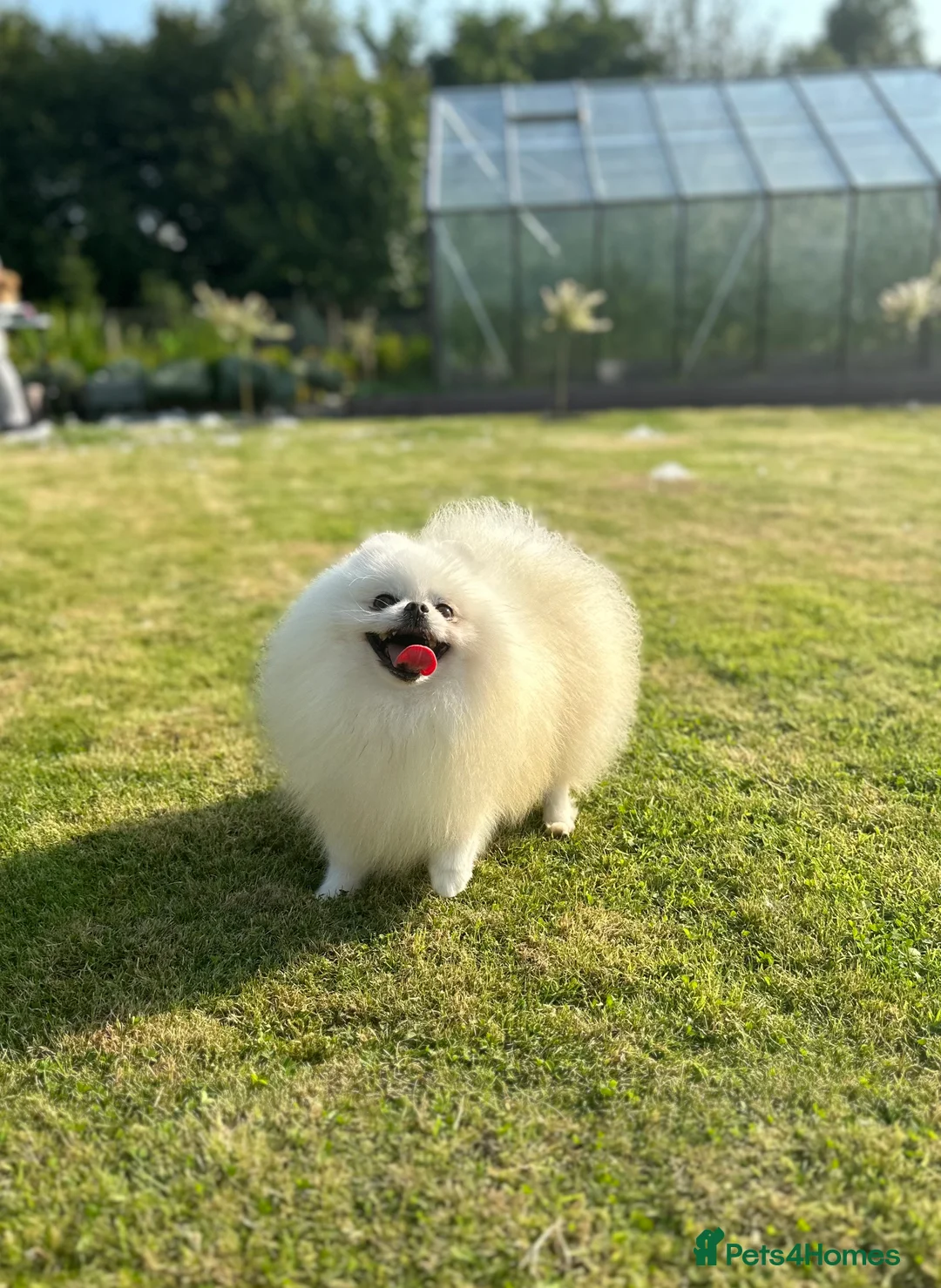 Pomeranian dogs for stud: Stunning optic white boy for stud duties in Lanark - Advert 3