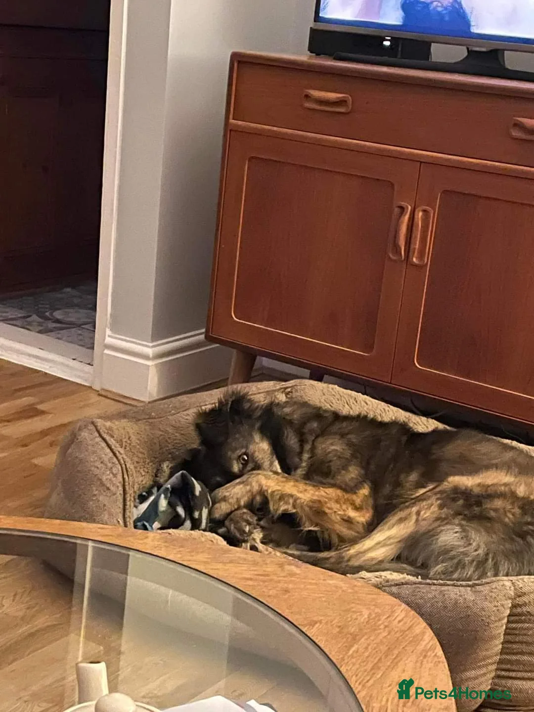 Mixed Breed dogs for adoption: Meet Lenny, currently residing in Southsea in Southsea - Advert 12