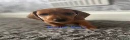 Dachshund dogs for sale: Dachshund puppies - Advert 4