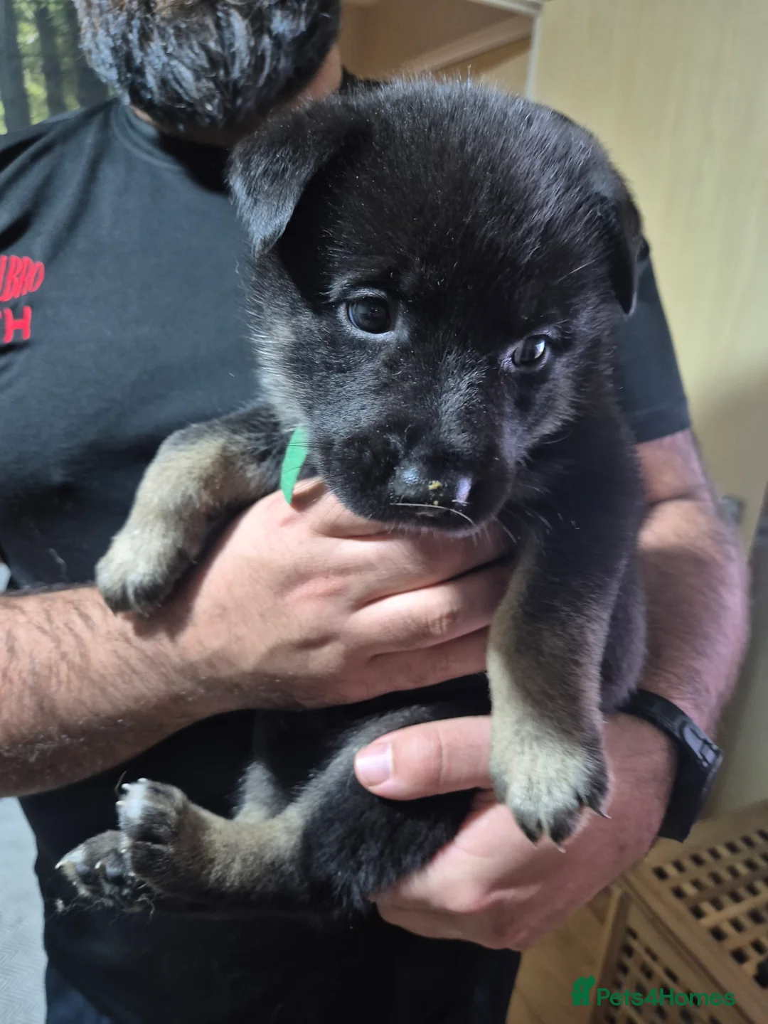 Mixed Breed dogs for sale: READY NOW! Stunning litter of puppies!! - Advert 30