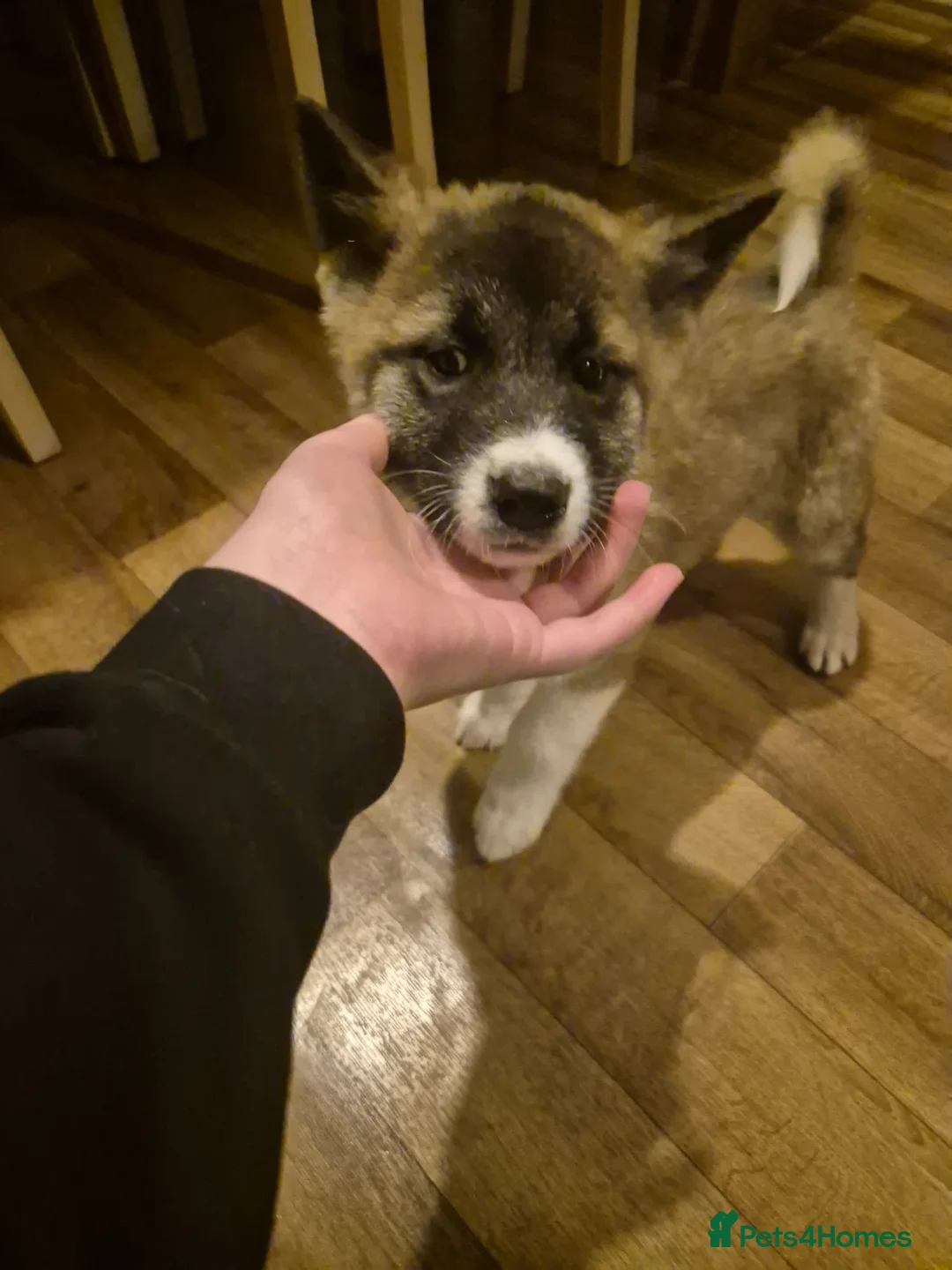 Akita dogs for sale: 12 week old Female Akita Pup for sale/Rehoming - Advert 7