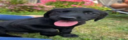 Labrador Retriever dogs for sale: Last two pups left from a stunning KC litter - Advert 27