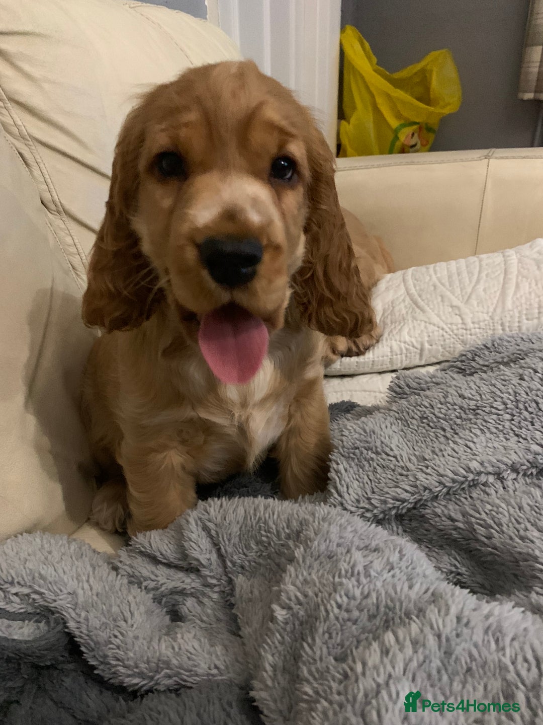 Cocker Spaniel dogs for sale: KC Registered Quality Show Type Cocker Puppies   - Advert 1