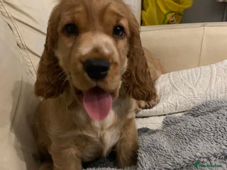 Cocker Spaniel dogs KC Registered Quality Show Type Cocker Puppies - Advert 6