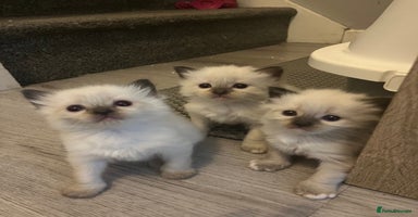 Ragdoll cats - Advert 14