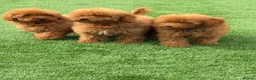 Toy Poodle dogs for sale: Toy poodle puppies - Advert 9
