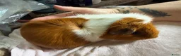 Guinea Pig rodents for sale: Male and female guinea pigs  - Advert 4